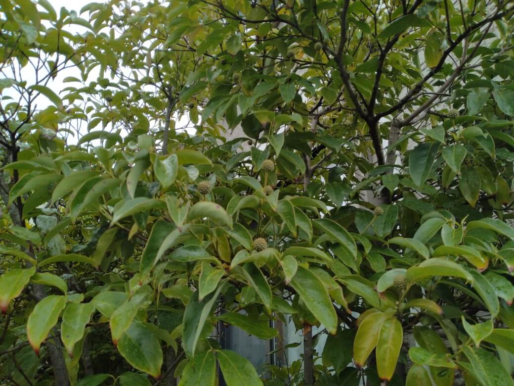 こちらはヤマボウシの実です。

秋に