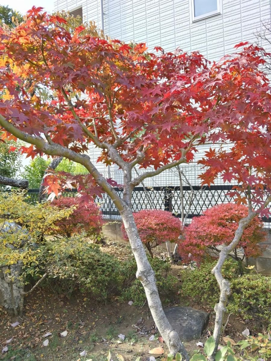 今年は気候条件も良かったのか紅葉が例年以